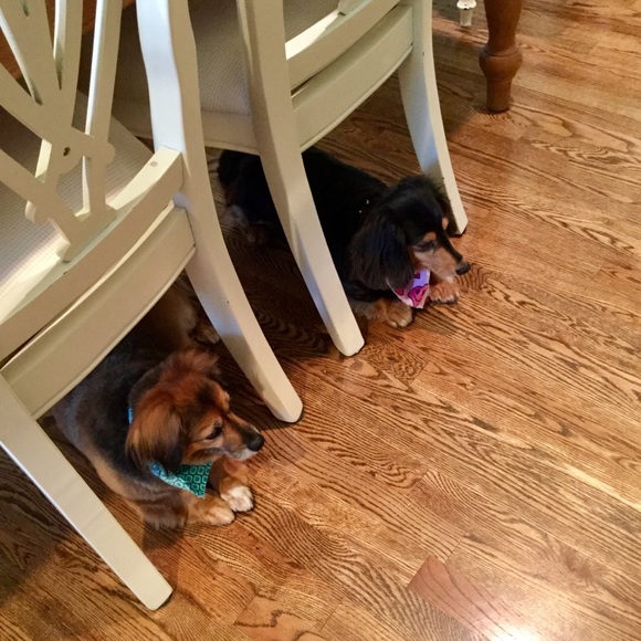 Meet your Posher, Kathy with helpers, Lucy & Macon - Picture 5 of 5